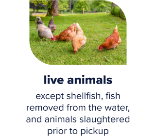 Live chicken roaming on grass