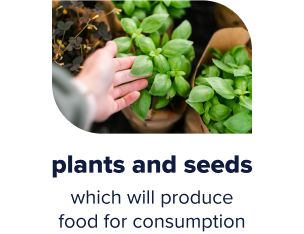 Fresh plant in the ground